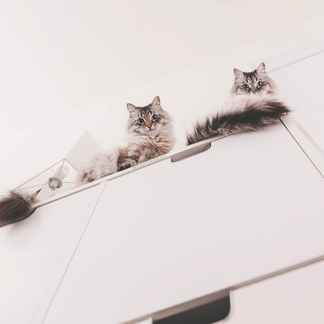 Holly Sissonのインスタグラム：「We see you! 😹  #toronto #Siberiancat (See more of Alice, Finnegan, and Oliver, on @pitterpatterfurryfeet) ~ Canon 1D X + 16–35 f2.8L @ 16mm | f2.8  See my bio for full camera equipment information plus info on how I process my images. 😊 ~ @bestmeow #bestmeow」