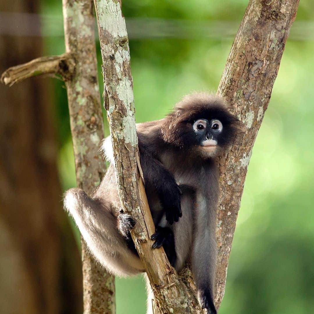 アニマルプラネットさんのインスタグラム写真 - (アニマルプラネットInstagram)「Because this little langur has a diet that's high in cellulose, it looks like it's ALWAYS bloated. Honestly, SAME. . . . . . . . . #animalplanetupclose #animalsofinstagram #animalplanet #animaloftheday #wild #wildlife #outdoors #animals #wildanimals #conservation #nature #animallovers #instanature #wildgeography #langur #monkey」8月15日 1時22分 - animalplanet