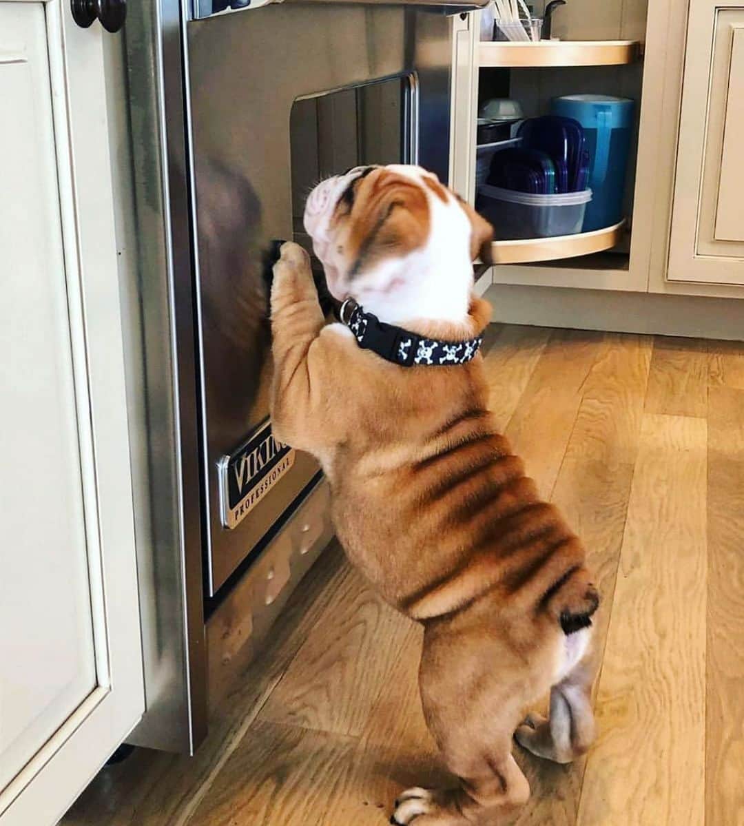 のインスタグラム：「Me three hours after starting my diet 🧁🍕🍔 . . . . #bulldog #food #is #life #hungry #puppy #love #bestoftheday #wednesday #dogsofinstagram @iloveitwhenyoucallmebigbubba」