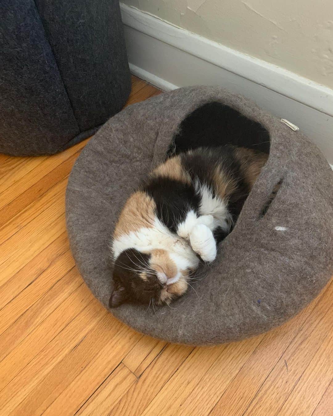 Pudgeさんのインスタグラム写真 - (PudgeInstagram)「Pudge has never loved another bed more than this one we got from @meowfestival. This is her current favorite way to lay in it 🙊🥺😍 #PudgePod #SquishedPudgePod」8月15日 2時21分 - pudgethecat