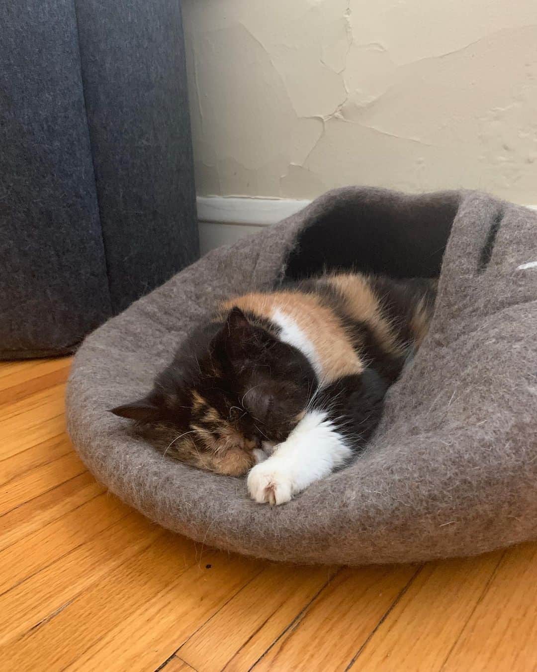 Pudgeさんのインスタグラム写真 - (PudgeInstagram)「Pudge has never loved another bed more than this one we got from @meowfestival. This is her current favorite way to lay in it 🙊🥺😍 #PudgePod #SquishedPudgePod」8月15日 2時21分 - pudgethecat