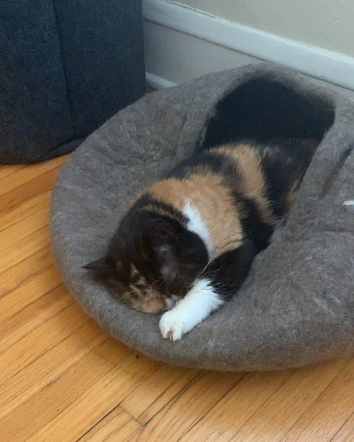 Pudgeのインスタグラム：「Pudge has never loved another bed more than this one we got from @meowfestival. This is her current favorite way to lay in it 🙊🥺😍 #PudgePod #SquishedPudgePod」