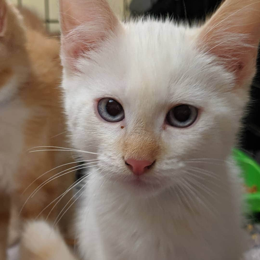 Fresh Stepさんのインスタグラム写真 - (Fresh StepInstagram)「Meow! We are from the Arizona Animal Welfare League & SPCA. We are cute and sweet and looking for a forever home. Come meet us and our friends!」8月15日 2時26分 - freshstep