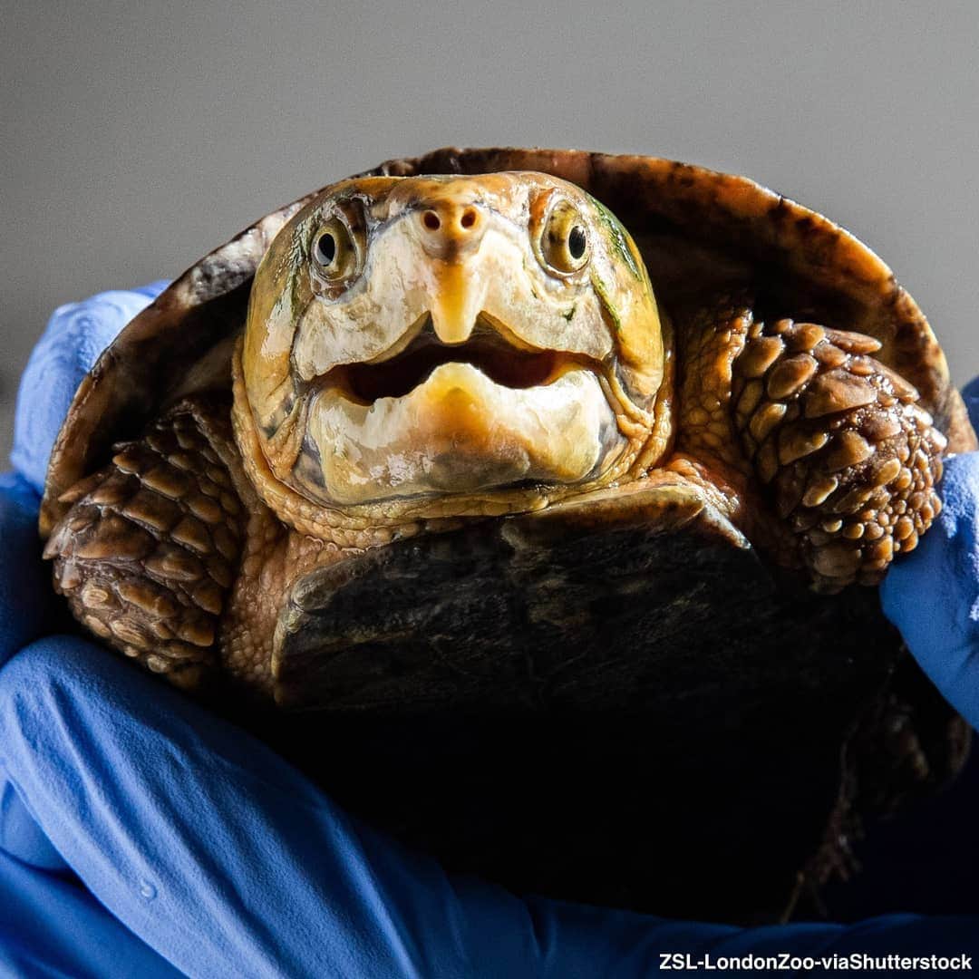 ABC Newsさんのインスタグラム写真 - (ABC NewsInstagram)「An endangered big-headed turtle, whose head is too big to fit in its shell, is rescued by the London Zoo from smugglers trying to illegally import them into Canada. #turtle #endangeredspecies  #animalrescue」8月15日 2時30分 - abcnews