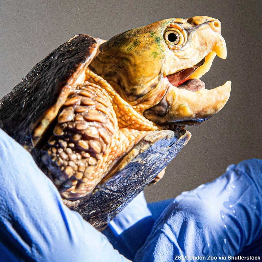 ABC Newsさんのインスタグラム写真 - (ABC NewsInstagram)「An endangered big-headed turtle, whose head is too big to fit in its shell, is rescued by the London Zoo from smugglers trying to illegally import them into Canada. #turtle #endangeredspecies  #animalrescue」8月15日 2時30分 - abcnews