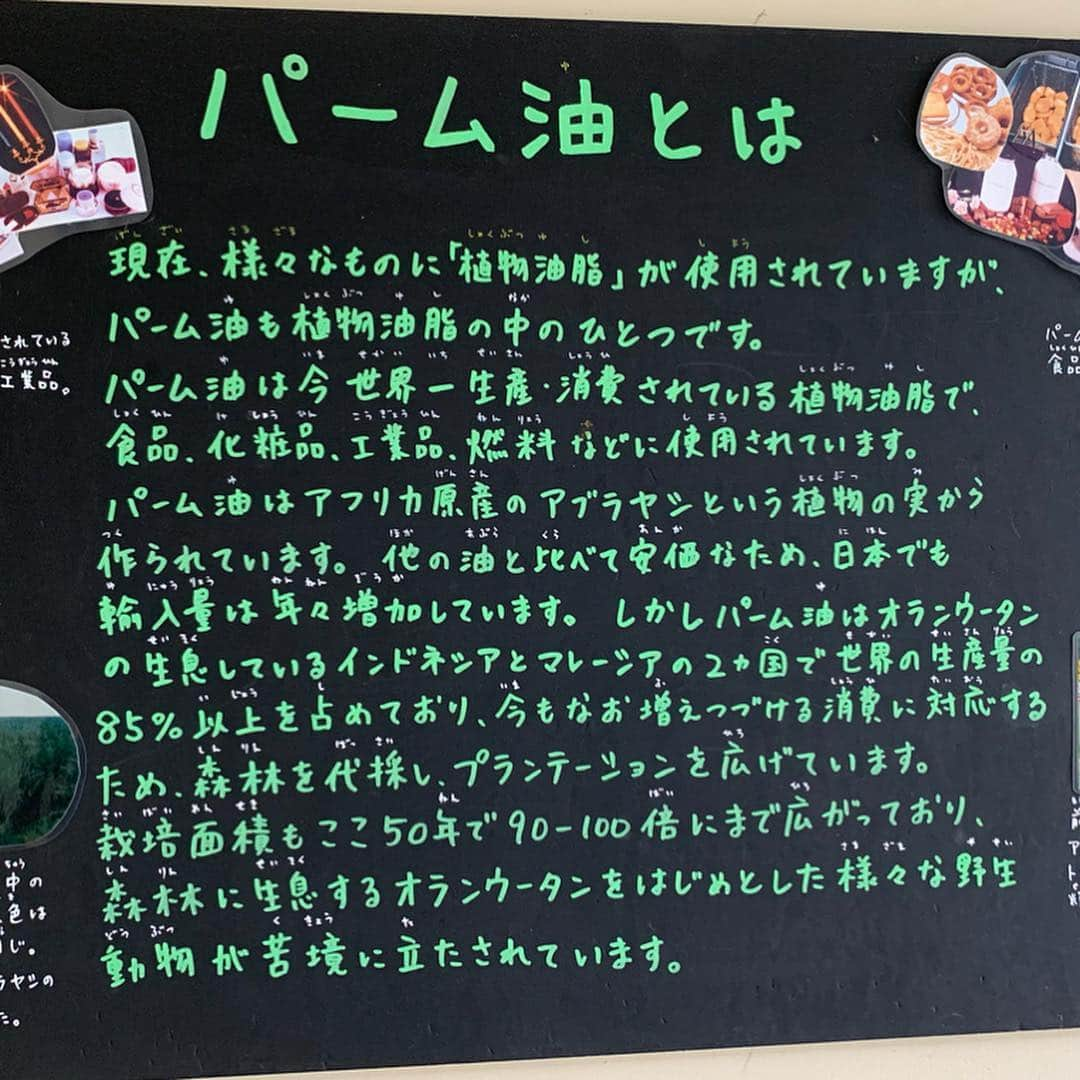 中島早貴さんのインスタグラム写真 - (中島早貴Instagram)「いまさら更新③ せっかく北海道いくならばと ずっと行ってみたかった #旭山動物園 にも行ってきました😍✨ 動画1.2 しろくまさん。 全てが愛おしい💓  もぐもぐタイムは並んでも見る価値あり！！！ 動画3 オランウータンの兄妹。 小さい頃にお母さんが亡くなっちゃったんだけどお兄ちゃんが面倒見てるんだって😭 基本1人で森の中で過ごす動物。 家族愛に泣ける。。。 画像4 これ！！旭山動物園に行ってみてもちろん動物には癒されました！ でもそれ以上に環境問題の記事に釘付けになったよ🌏 環境問題って規模が大きすぎて想像できなかったり、映像越しに動物の暮らしが奪われていく。と伝えられても正直あんまり理解できない事もあるけど、実際に可愛い動物を目の前にしてそれから記事を読むと放ってはおけない問題。とゆーのがより心にぐさっと響くなって。🤔私達も地球に生かさせてもらってる身。会話も出来るし、もし、発信できるような役目を任されているとするならば人間と会話できない動物達を私達が守っていかないといけないんだなって思います。 出来ることから。ね。 ちなみにこの写真を載せた理由は わたし自身、パーム油は植物油脂だし地球に優しいものなんだ。と理解して積極的に使っていたから。オランウータンの生息地を消していってると知らずでびっくりしちゃって…😰 また調べなおさないとねっ 旭山動物園さん教えてくれてありがとうございました🙏🏻 動画5 最後にイキイキと水の中を動き回るカバさん🦛💓 こんなに楽しそうにしているカバはじめてみた！！！！！ また会いに行きたいなぁ😍 - はじめての旭山動物園。 今度は雪が積もっている時にもいきたいな。 ペンギンのお散歩…🐧✨🥺 - #ナカジマ旅」8月15日 13時41分 - saki__nakajima__uf