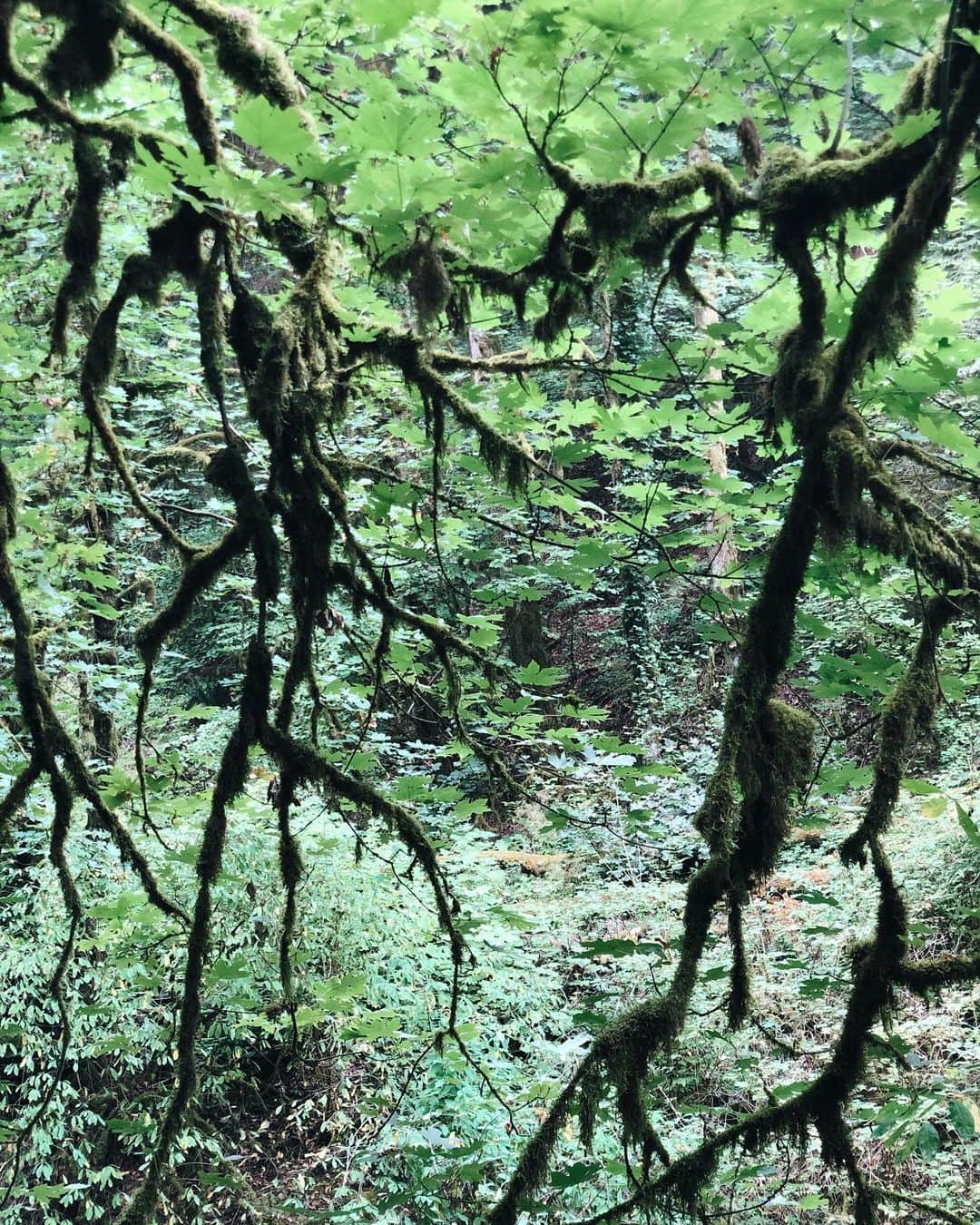 大橋菜央さんのインスタグラム写真 - (大橋菜央Instagram)「Small hike at forest park for the first day of our summer vacation🌿It’s great to have these wild nature close to the city . . . . 夏休み初日の朝はポートランドのダウンタウンからすぐにアクセスできる大自然のForest parkへ . 2000haと広大な敷地に全長113㎞におよぶトレイルの数々は地元の人にも人気のハイクコースだそうで ハイク中に出会った2児のパパは毎朝子どもと一緒に散歩に来ているそう 犬と一緒に散歩に来ている人、トレイルランをしている人 楽しみ方もいろいろ . ▶︎▶︎▶︎ 湿度が高いのか枝から垂れるほど苔むした木々は神秘的でジブリの世界♡ . 気がついたらカメラロールは苔だらけ . . . #forestpark #forestparkpdx #wildwoodtrail #夏休み2019 #beautifulnature #ポートランド生活 #portlandtrip #ポートランド #夏休み #flowers #赤ちゃんとおでかけ #naoliving_portland」8月15日 12時09分 - naoliving