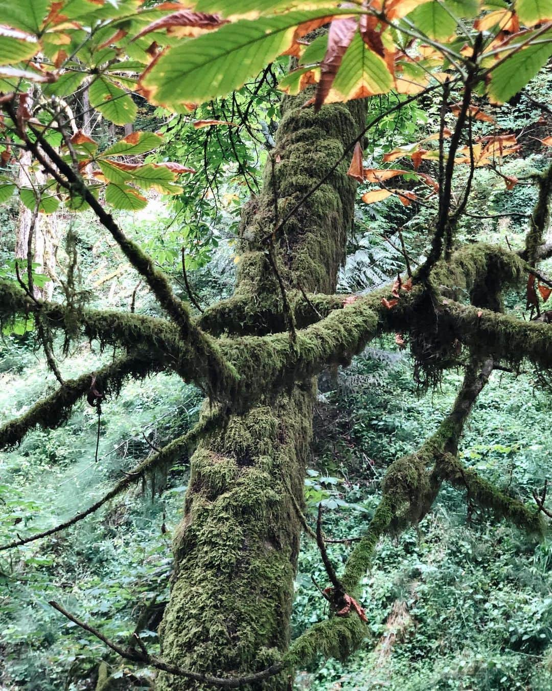 大橋菜央さんのインスタグラム写真 - (大橋菜央Instagram)「Small hike at forest park for the first day of our summer vacation🌿It’s great to have these wild nature close to the city . . . . 夏休み初日の朝はポートランドのダウンタウンからすぐにアクセスできる大自然のForest parkへ . 2000haと広大な敷地に全長113㎞におよぶトレイルの数々は地元の人にも人気のハイクコースだそうで ハイク中に出会った2児のパパは毎朝子どもと一緒に散歩に来ているそう 犬と一緒に散歩に来ている人、トレイルランをしている人 楽しみ方もいろいろ . ▶︎▶︎▶︎ 湿度が高いのか枝から垂れるほど苔むした木々は神秘的でジブリの世界♡ . 気がついたらカメラロールは苔だらけ . . . #forestpark #forestparkpdx #wildwoodtrail #夏休み2019 #beautifulnature #ポートランド生活 #portlandtrip #ポートランド #夏休み #flowers #赤ちゃんとおでかけ #naoliving_portland」8月15日 12時09分 - naoliving