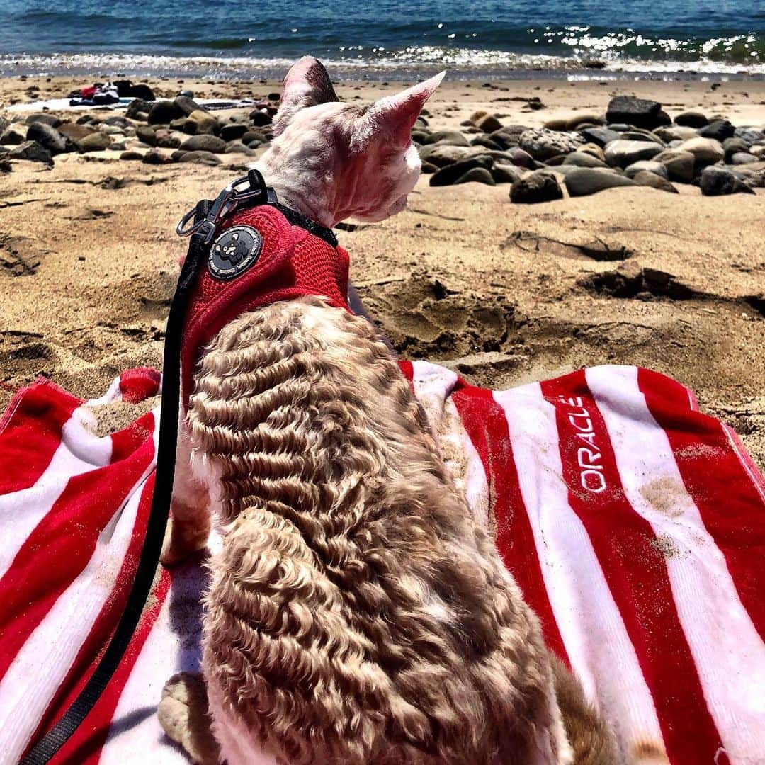 Oracle Corp. （オラクル）さんのインスタグラム写真 - (Oracle Corp. （オラクル）Instagram)「It’s easier to enjoy summer days when you know your data is safe in the cloud. @hermanlives found his way to the beach, but no matter where you are #oraclehasyoucovered」8月15日 12時30分 - oracle