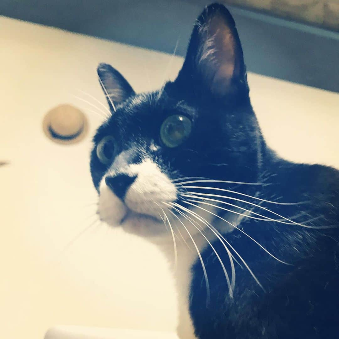 makicocomoさんのインスタグラム写真 - (makicocomoInstagram)「My sister’s cat ・ 広島に帰省しています。 台風がどれだけすごいか心配ですが、被害が残りませんように。  目がクリクリのおはぎ、 いくらでも眺めてられます(o^^o)」8月15日 13時14分 - makicocomo