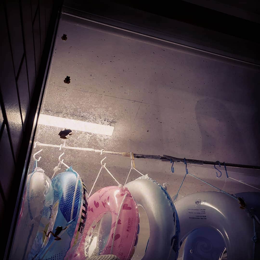東朋宏さんのインスタグラム写真 - (東朋宏Instagram)「千葉の奥地のコンビニで信じがたいこんな光景が‼️ お分かりいただけただろうか･･･ そう、窓ガラスに無数のカエルが張り付いていたのだ･･･ ただボクはカエルが嫌いではないのでちょっと可愛いと思ったのだ･･･(笑)  #薬酒インスタ対決 #千葉 #奥地 #怖い話 #カエル #インスタ映え #可愛い」8月15日 5時13分 - tomohiro_azuma