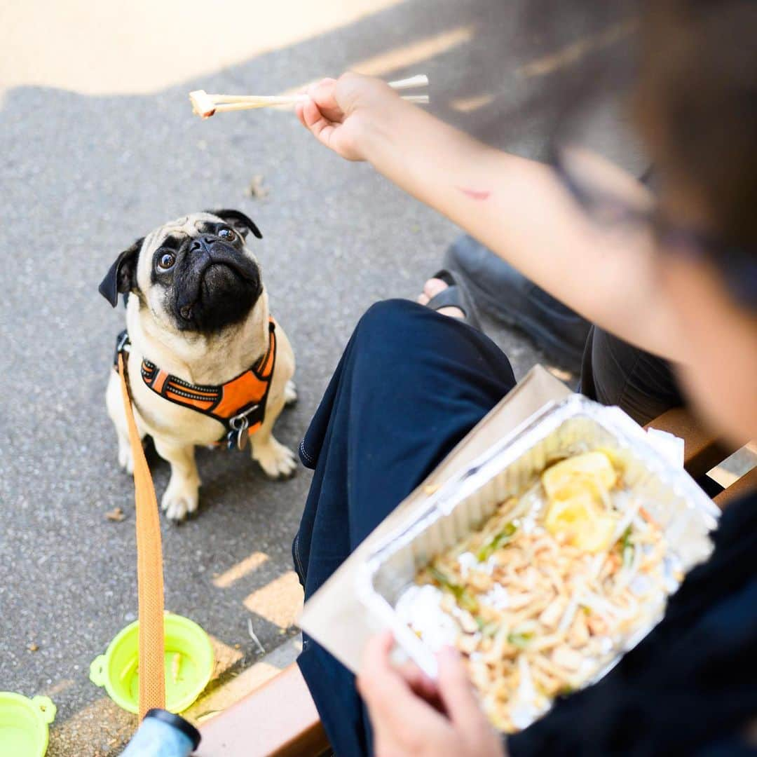 The Dogistさんのインスタグラム写真 - (The DogistInstagram)「Kaiju, Pug (15 m/o), McCarren Park, Brooklyn, NY • “He’s a destroyer – a laptop, glasses, socks, underwear. Kaiju means ‘strange beast monster’ in Japanese. Godzilla is a kaiju film. He’s taken to his name. We’re not getting our deposit back.”」8月15日 5時52分 - thedogist