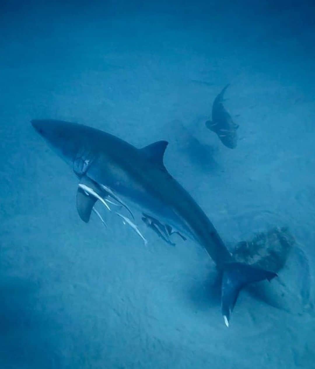 Costa Sunglassesのインスタグラム：「15 days at sea. 17 studies. 29 researchers. 1 shared mission.  @OCEARCH is on #ExpeditionNantucket with the goal of solving the life history puzzle of the North Atlantic White Shark. Learn more and follow the expedition at the link in our bio. #SeeWhatsOutThere 📷 @tommyoverboard」