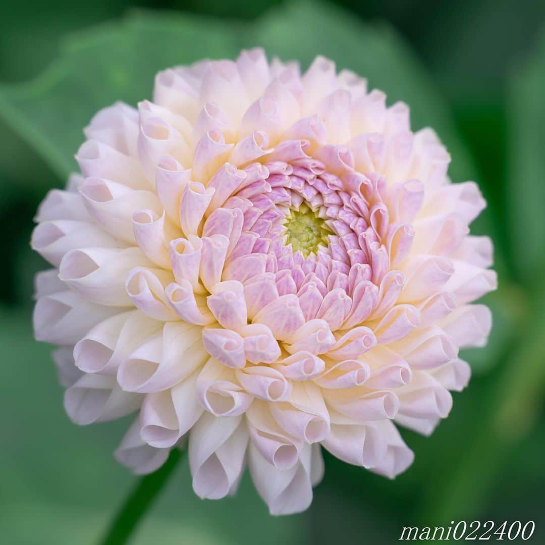mani022400さんのインスタグラム写真 - (mani022400Instagram)「. 15 Aug. 2019 . Good morning🌸🌺🌹✨ . . . . . 🌺🌺🌺🌷🌷🌷🌹🌹🌹🌸🌸🌸 ご訪問ありがとうございます🙇 . お花以外の写真は サブアカウントにポストしています。 良かったら、覗いてください🙇🙇 ⬇️⬇️⬇️ @mani0224000 . 🌺🌺🌺🌷🌷🌷🌹🌹🌹🌸🌸🌸 . . . 🔷🔷🔷🔷🔷🔷🔷🔷🔷 #カメラ好きな人と繋がりたい  #flower  #花 #flowers  #写真好きな人と繋がりたい love_bestjapan  serahana #ファインダー越しの私の世界  #花のある暮らし  #bns_lite #eclecticshow #explore_floral . #9vaga9  9Vaga_Rose9  9vaga_3flowers9  #floristsandflowers #ip_blossoms_member #fabulous_shots ig_flowers #ponyfony_flowers #meiko_flora_member meiko_roses  #myheartinshots #la_flowers #rainbow_petals #top_favourite_flowers  #quintaflower #inspiring_shot #phx_flowers #dreaming_in_macro flower_special_legend  nature_special_legend  #ind_flowers #tv_flowers #best_mmf_vipday  #best_beauty_flora_  9vaga_flowersart9 #ptk_flowers #fleur_noblesse_m .」8月15日 7時20分 - mani022400
