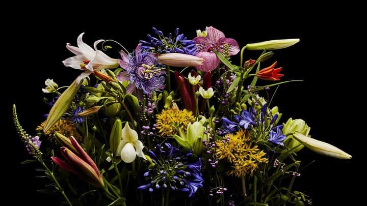 椎木俊介のインスタグラム：「Flowers  #azumamakoto #makotoazuma #shiinokishunsuke #amkk #amkkproject #flowers #flowerart #東信 #東信花樹研究所 #花  #timelapse #60秒 #60s」