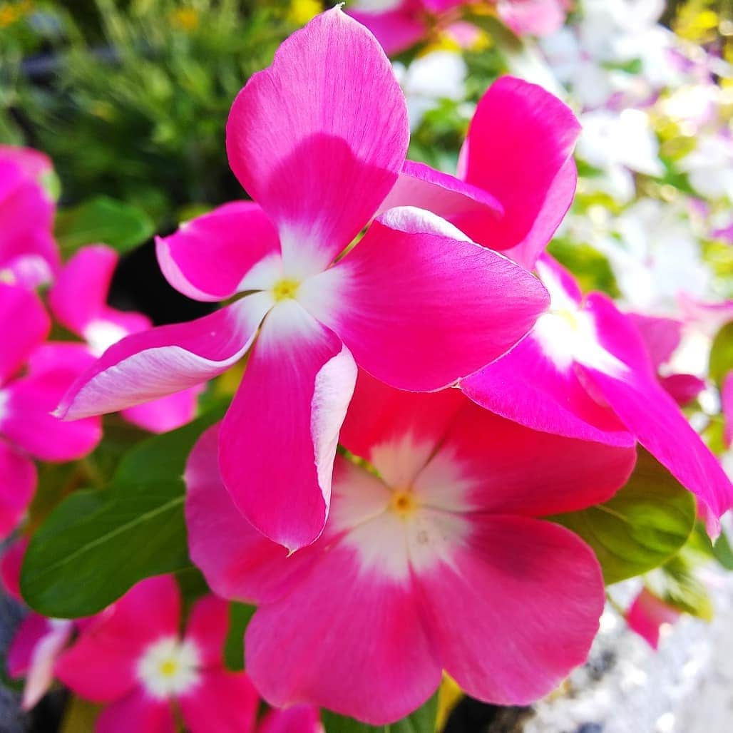 みながわゆみさんのインスタグラム写真 - (みながわゆみInstagram)「#ニチニチソウ #日日草 #にちにちそう #ピンク #白色 #紫色 #かわいい #きれい #癒される #はな #花 #flower #はなまっぷ #花まっぷ #花の写真 #花写真 #花撮り #花好きな人 #花好きな人と繋がりたい #写真好き #写真好きな人と繋がりたい #朝の光をあびて #今日も素敵な一日を」8月15日 7時35分 - nama.09.19