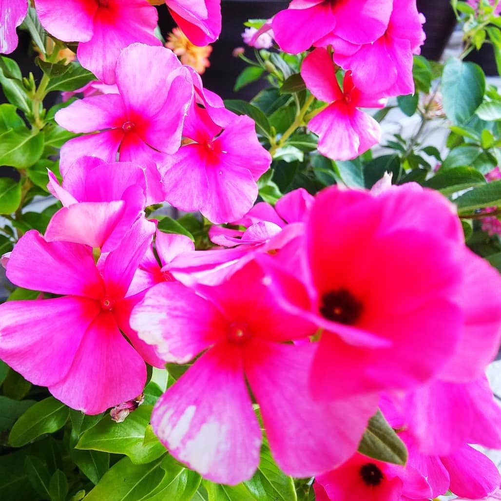 みながわゆみさんのインスタグラム写真 - (みながわゆみInstagram)「#ニチニチソウ #日日草 #にちにちそう #ピンク #白色 #紫色 #かわいい #きれい #癒される #はな #花 #flower #はなまっぷ #花まっぷ #花の写真 #花写真 #花撮り #花好きな人 #花好きな人と繋がりたい #写真好き #写真好きな人と繋がりたい #朝の光をあびて #今日も素敵な一日を」8月15日 7時35分 - nama.09.19