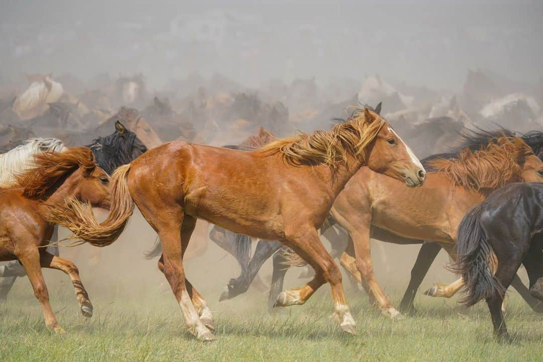 ナショナルジオグラフィックさんのインスタグラム写真 - (ナショナルジオグラフィックInstagram)「Photos by Michael Yamashita @yamashitaphoto | Mongolian horses: Strong, swift, and sure-footed, this native breed made the armies of Genghis Khan almost invincible as they conquered most of the known world, from China and Central Asia to the borders of Poland, in the 13th century.  #innermongolia #mongolianhorse #mongolia」8月15日 7時49分 - natgeo