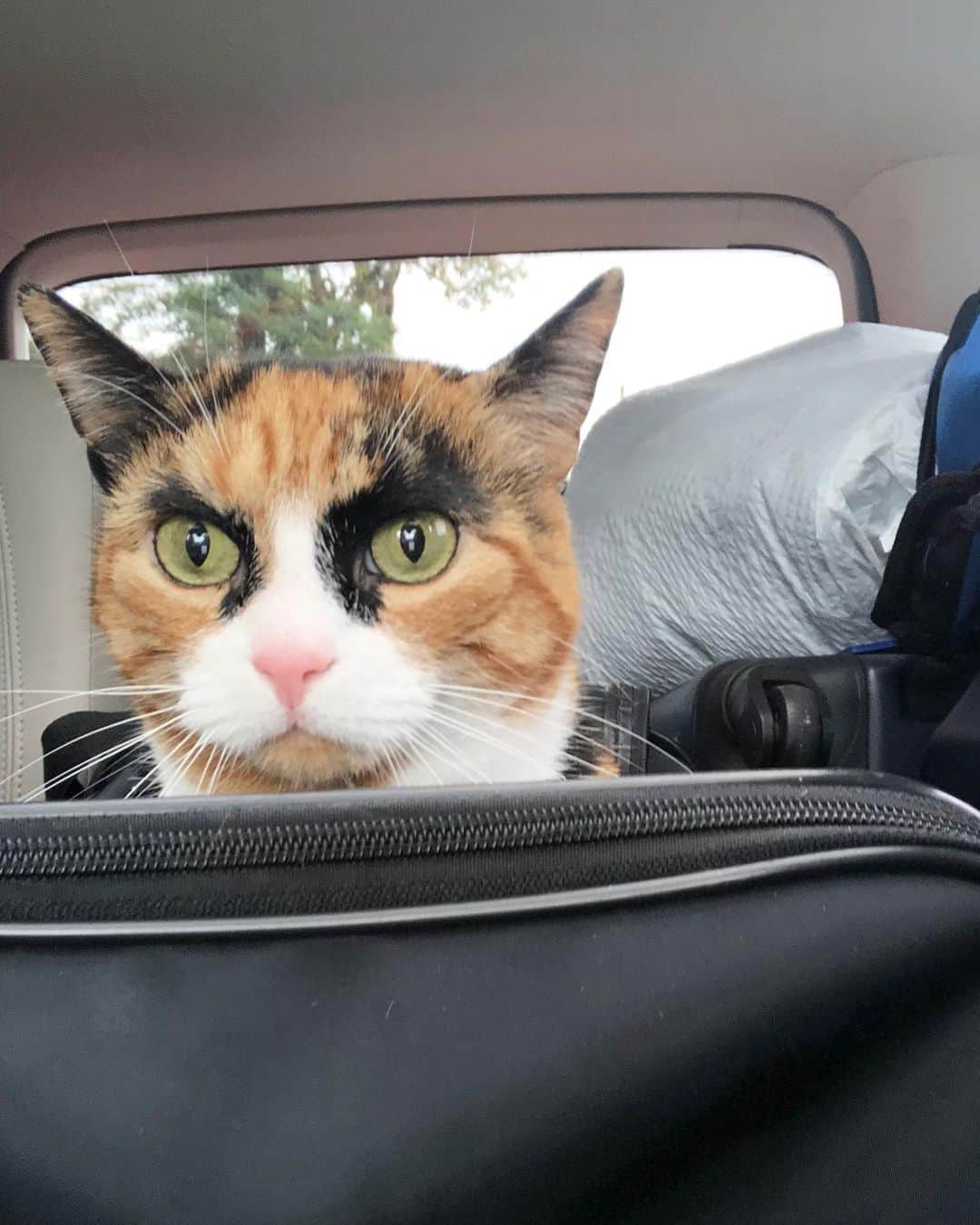 リリーのインスタグラム：「Road trip!」