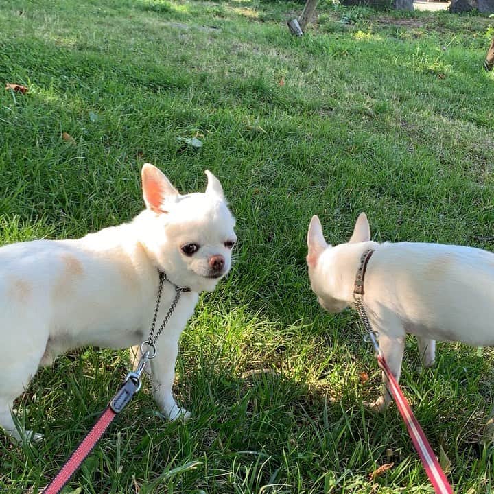 KORIKIのインスタグラム：「おはようございます♪ * #朝ん歩 #dogofsapporo #dog, #dogs, #dogstagram,#chihuahua,#犬バカ部,#チワワ,#koriki, #hanadog #白スムチ連合会, #スムチー,  #dogofthedayjp, #dogoftheday  #ilovemydog #instadog #instapet #WhiteChihuahua  #吉娃娃 #치와와  #dogsofinstagram #Chihuahualover  #チワワの輪 #barkbox #WhiteChihuahuaParty #もふもふモフモフ」