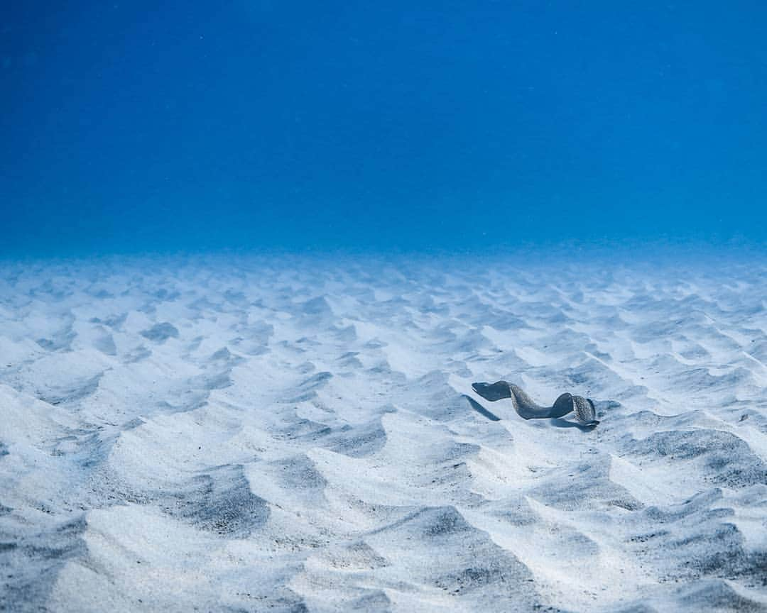 And Youさんのインスタグラム写真 - (And YouInstagram)「We almost didn't see this eel blending in with the ripples of sand! ​​. ​. ​. ​. ​. ​. ​. ​. ​. ​. ​. ​. ​. ​. ​. ​. ​. ​. ​. ​. #oahutours #dolphintours #underwatervideo #unrealhawaii #hawaii #oahu #explorehawaii #oceanlife #sealife」8月15日 8時17分 - dolphinsandyou