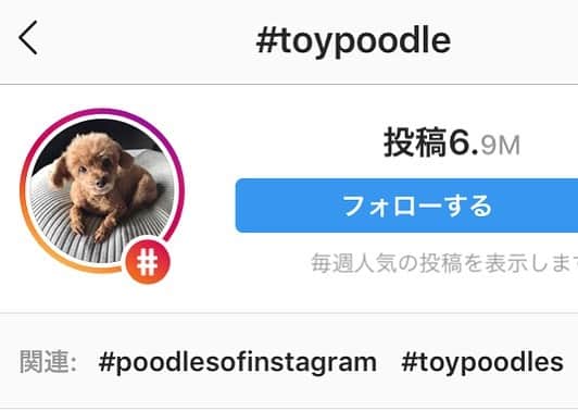 棚橋弘至さんのインスタグラム写真 - (棚橋弘至Instagram)「ハナが #toypoodle のハッシュタグになった((((；ﾟДﾟ)))))))！ #代表」8月15日 13時48分 - hiroshi_tanahashi