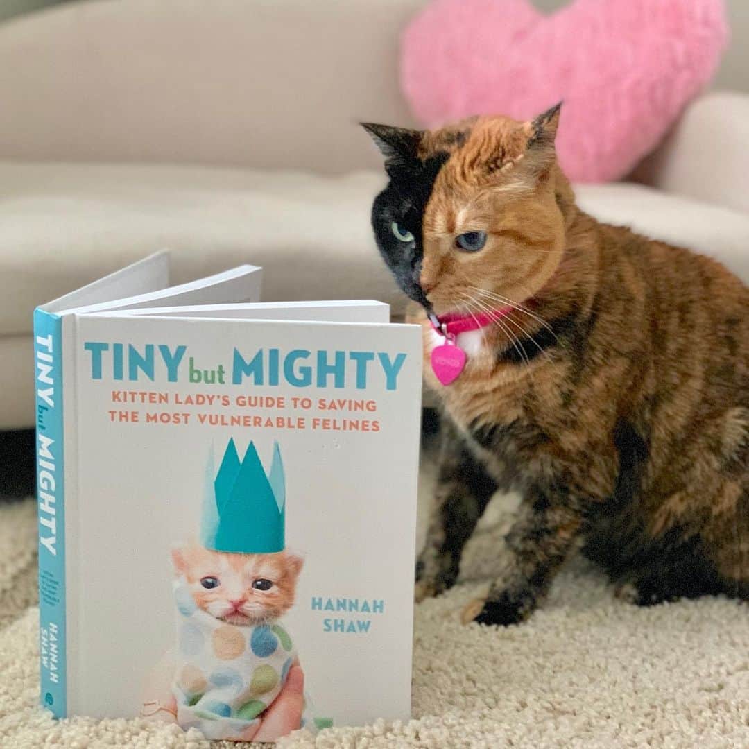 Venus Cat さんのインスタグラム写真 - (Venus Cat Instagram)「We want to give a BIG congratulations & shout out to our friend @kittenxlady who released her book, “Tiny But Mighty: Kitten Lady's Guide to Saving the Most Vulnerable Felines” a week ago today!  We love you Hannah! 😽💗 #tinybutmighty #kittenlady #kittenrescue」8月15日 8時25分 - venustwofacecat