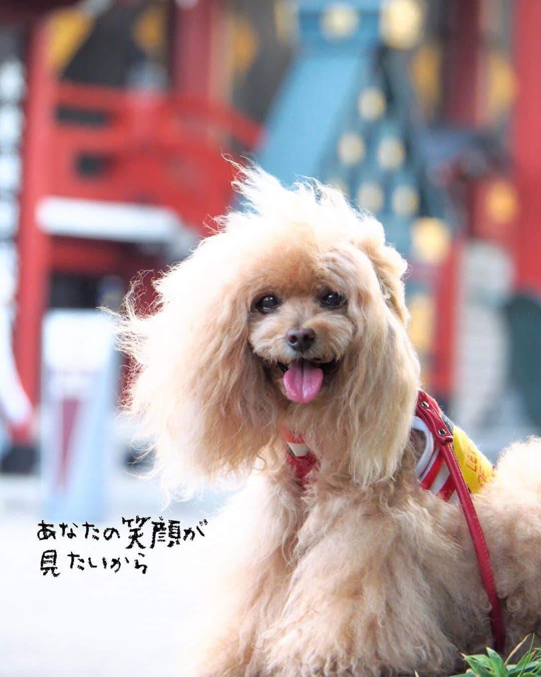 Toypoodle Mikuru?Asakusa Tokyoのインスタグラム：「20190815 Thursday. Good morning! Friends 💕 . 風があって涼しいかな？ と思ったけど、やっぱり暑い朝です💦 . ❶ みずみずしい舌👅 ❷ ペコママ〜〜オニク〜🍖🍖🍖 ❸ オニクにタマシイ売り飛ばしたみくるちゃん ❹ オニクの前では荒くれ者動画😱 ミルクちゃんごめんね🙏 . みくるちゃんに 教育的指導が必要ですね😓 . #肉活 #浅草寺 は #肉弾戦 . なりすましアカウントはお陰様で削除されました。 心配して頂いたお友達やフォロワーさまありがとうございました🙇🏻‍♀️ フォローして頂いてる方にご迷惑をおかけする事なくてホッとしました。 LINEアカウント乗っ取られてたときはエライ目にあいましたから💦 後は、みくるの再検査が何事もない結果でありますように🙏🏻」