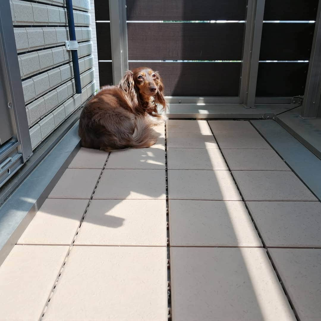 ななこさんのインスタグラム写真 - (ななこInstagram)「晴れ間☀️もう暑い🥵 わざわざ陽のあたる場所で くつろぐnanacoさん😙 ※ ※ #犬 #愛犬 #ダックス #カニンヘン　 #dog #dachshund #dogstagram  #doxie #instadog #instadachshund  #petstagram #dachshundsofinstagram」8月15日 8時33分 - nanaco_dachs