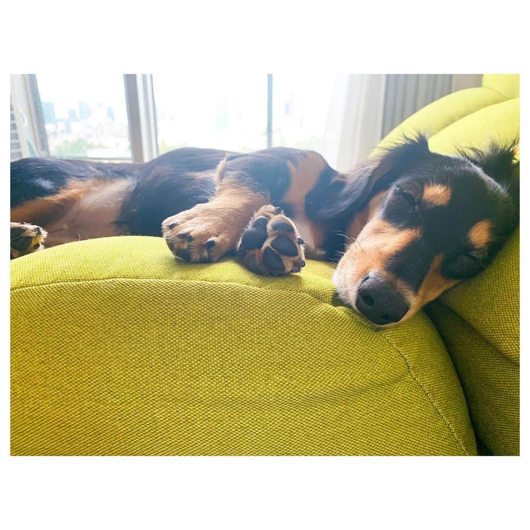 高原愛のインスタグラム：「親バカだけど…天使の寝顔☺️❤️❤️❤️ 肉球もまた可愛い😍  #doglove#ilovemydog#ilovemydogfans#sausagedog#dog#dogsofinstagram#dogstagram#dogs_of_instagram#puppy #ミニチュアダックスフンド#パピー#ダックス#いぬのきもち#いぬのいる暮らし#モモ🍑🐕#🐶#❤️」