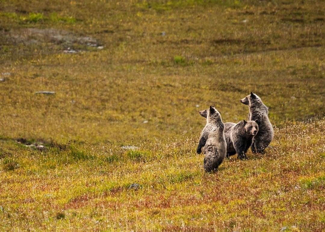 patagoniaさんのインスタグラム写真 - (patagoniaInstagram)「We need to get serious about the extinction crisis.⁠ ⁠ Join us in supporting @nrdc_org’s efforts to stop the rollback of the Endangered Species Act through the link in bio.⁠ Photo: @steven_gnam」8月15日 8時50分 - patagonia