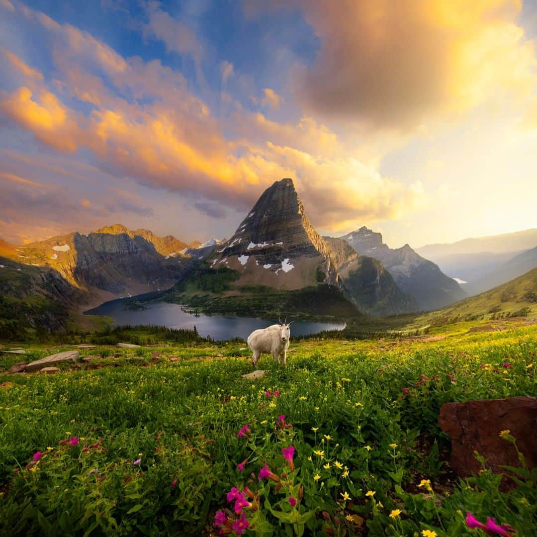 アメリカ内務省さんのインスタグラム写真 - (アメリカ内務省Instagram)「Glacier #NationalPark in #Montana is one of the most mind-blowingly baaah-utiful places on Earth to wander. Around every turn and across every valley, there is a gorgeous scene to behold. In the summer, hillsides go technicolor with amazing displays of wildflowers. With a little framing, you can capture the flowers, photogenic mountain goats and jagged peaks, all under a brilliant sunset. You could even say that it’s the greatest of all time. Photo courtesy of Mikey Gribbin (@mikeygribbin) #travel #FindYourPark #usinterior」8月15日 9時05分 - usinterior