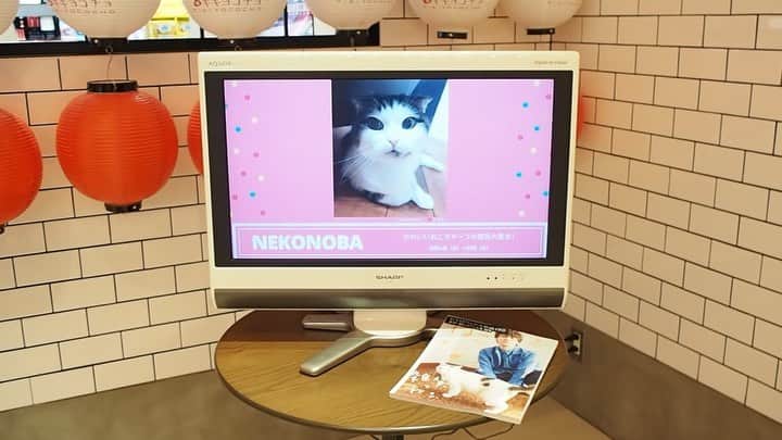 ねこのグルメインスタ