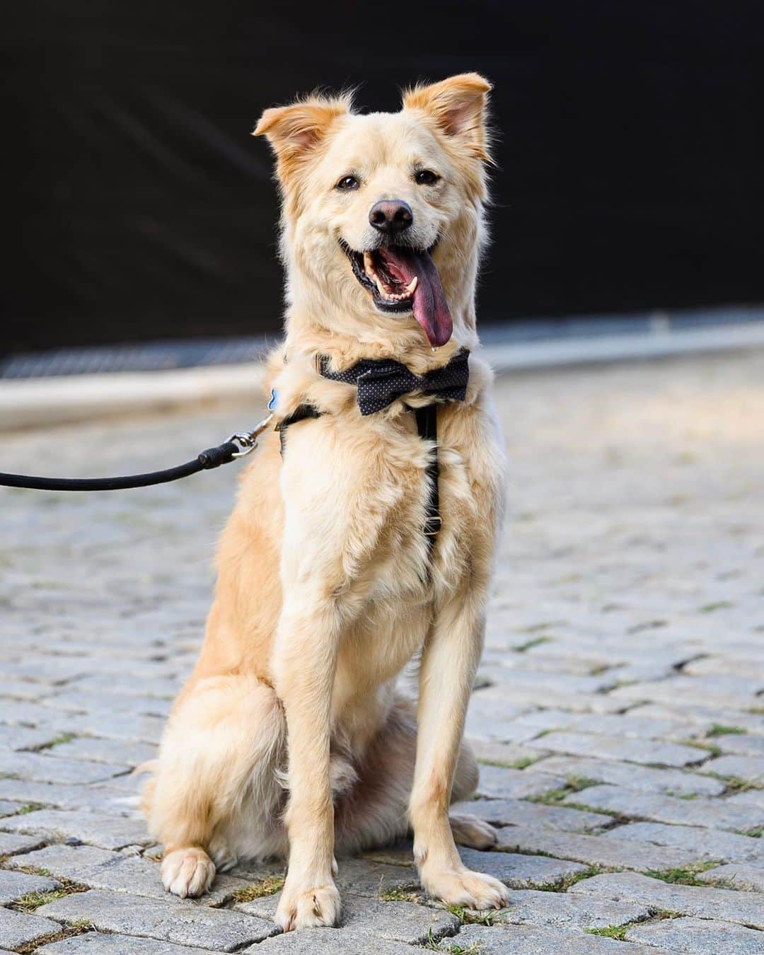 The Dogistさんのインスタグラム写真 - (The DogistInstagram)「Elliot, Chow Chow mix (5 y/o), Domino Park, Brooklyn, NY • “He almost died five times. I gave my super my apartment keys and the super told me he ran away. He ran through Manhattan for four hours. There was a search party – the police helped. We tracked his trajectory and he ended up in a leather goods store. His paws were bloodied. Second time he fell off a ledge. Third time we got into a rollover car accident (black ice) and he wasn’t buckled in. We landed upright and he was fine. Then recently our HVAC started a small local fire.” @officialelliotstabler」8月15日 9時55分 - thedogist