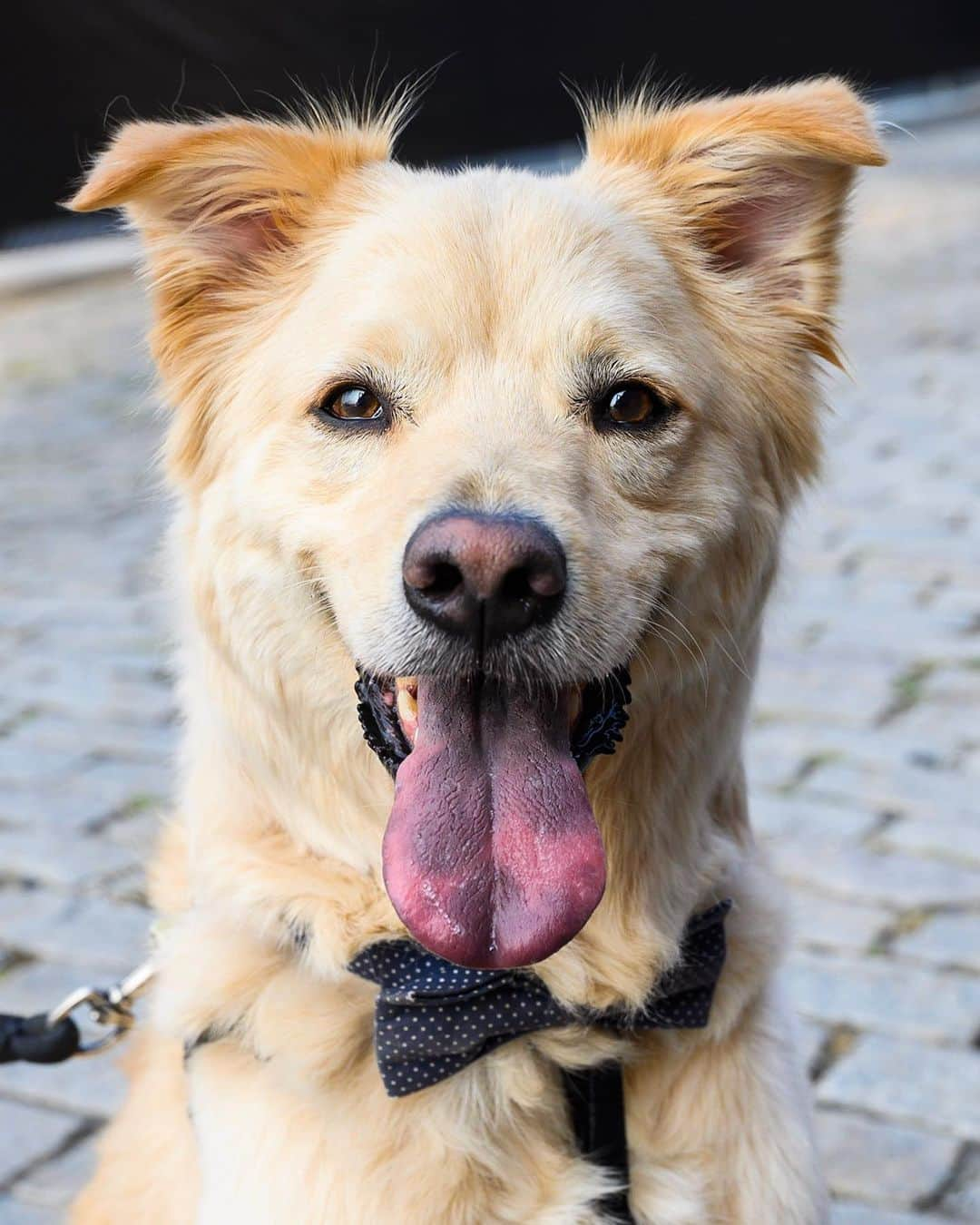 The Dogistさんのインスタグラム写真 - (The DogistInstagram)「Elliot, Chow Chow mix (5 y/o), Domino Park, Brooklyn, NY • “He almost died five times. I gave my super my apartment keys and the super told me he ran away. He ran through Manhattan for four hours. There was a search party – the police helped. We tracked his trajectory and he ended up in a leather goods store. His paws were bloodied. Second time he fell off a ledge. Third time we got into a rollover car accident (black ice) and he wasn’t buckled in. We landed upright and he was fine. Then recently our HVAC started a small local fire.” @officialelliotstabler」8月15日 9時55分 - thedogist