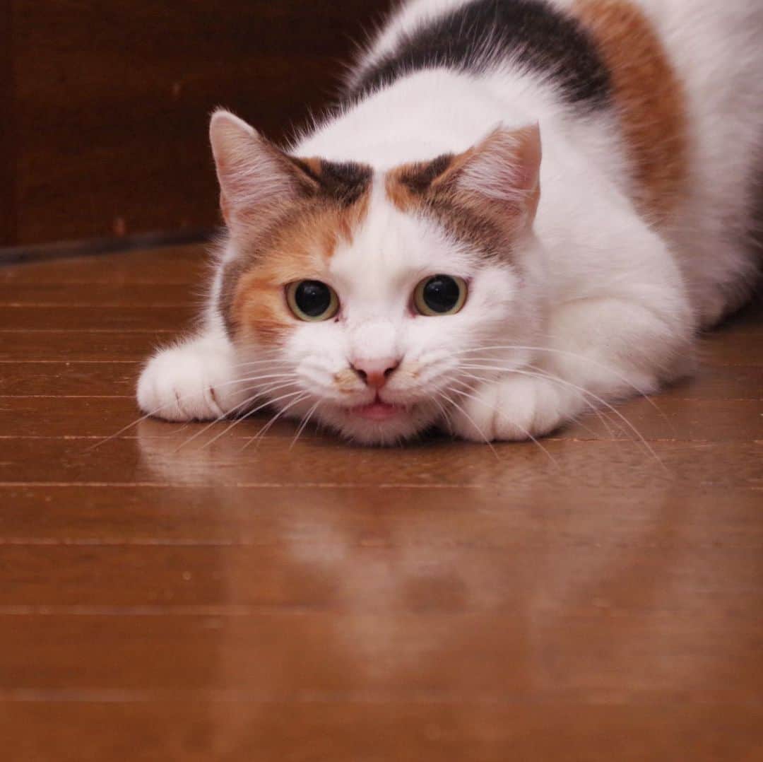Kachimo Yoshimatsuさんのインスタグラム写真 - (Kachimo YoshimatsuInstagram)「狙ってる。遊びの時間。 #uchinonekora #mikeko #neko #cat #catstagram #kachimo #猫 #ねこ #うちの猫ら http://kachimo.exblog.jp」8月15日 9時59分 - kachimo