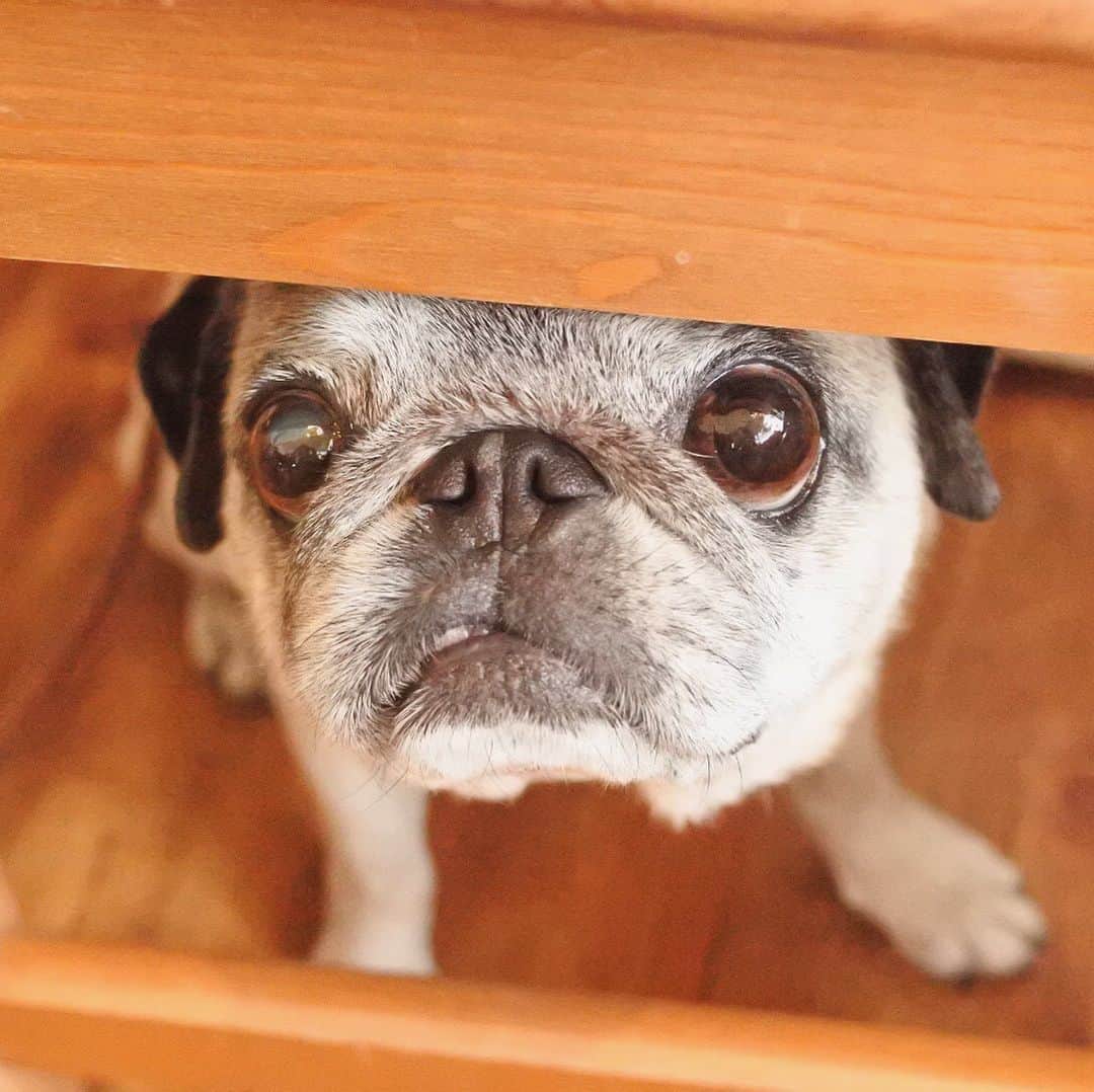 八兵衛のインスタグラム：「Hachibei under a chair 🐶 * * 先日久しぶりに キャフェーに行ったよ☕️ * * 夏は イスの下でひっそりしたい べえ氏。 * * #念じる #念じる #おやつ落ちてこい #underachair #ほぼ黒パグ #おじいちゃん犬 #パグ #pug #puggy #puglife #puglove #petstagram #pugstagram #pugsofinstagram #pugs #dog #ふわもこ部  @igersjp #IGersJP #east_dog_japan #pecoイヌ部 #八兵衛 #はちべえ #朝ワンコ夕ニャンコ #犬とカフェ」