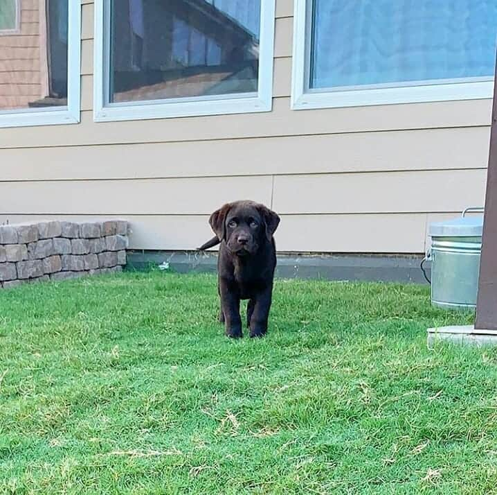 World of Labradors!さんのインスタグラム写真 - (World of Labradors!Instagram)「"The moment I... ATTACK! Swipe ➡️ so you don’t miss out." - @milothechocolatechunkster」8月15日 10時09分 - worldoflabs