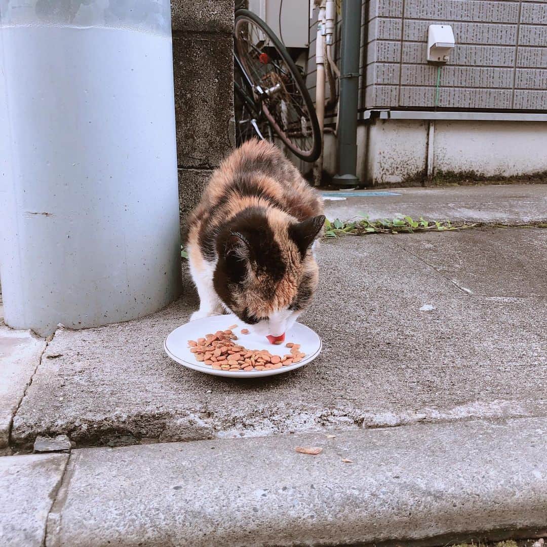 のインスタグラム：「この夏暑すぎて食欲が無いようでなかなか食べてくれない。痩せたなぁ。 ちょくちょく気にして外に出るのだけど、ベターって道に倒れてる。ちょっと心配。 #ねこ部 #のらねこ #ねこ部」