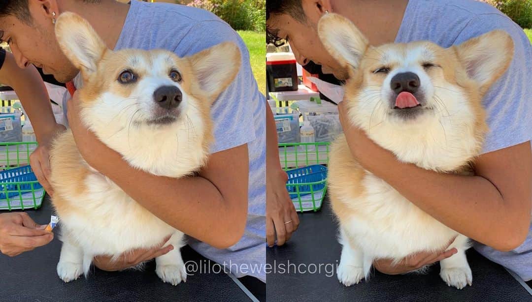 Liloさんのインスタグラム写真 - (LiloInstagram)「Before & After... getting a shot woof! 💉 #ow #thisisnotthepark #trustissues」8月15日 10時34分 - lilothewelshcorgi