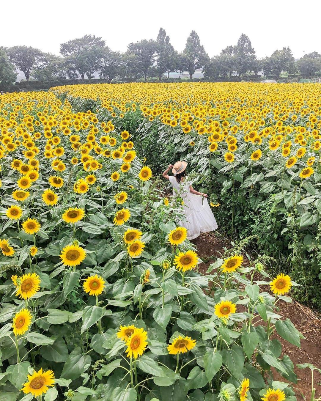 l.lily1013さんのインスタグラム写真 - (l.lily1013Instagram)「#ひまわりイエロー の絨毯🌻🌻🌻🌻🌻🌻 ・ ・ #タビジョ#カベジョ #ひまわり畑 #夏旅 #夏旅行#夏コーデ#ひまわり#genic_mag #genic_japan #カジュアルコーデ #tabijyo #夏休み#シンプルコーデ#プチプラコーデ #きれいめカジュアル#大人カジュアル #大人カジュアルコーデ#ママコーデ#ママファッション  #30代コーデ#locari#mineby3mootd」8月15日 10時52分 - l.lily1013