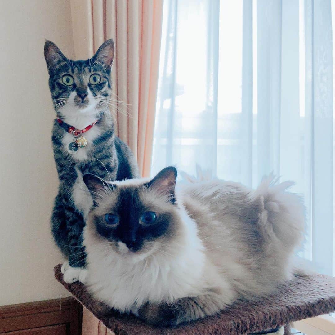takegaeruのインスタグラム：「てんちゃんはなんでそんな顔してるん？ #cat #猫 #ragdoll #ラグドール #ホワイトポッチーズ #よもねこ #よもぎねこ #キジトラ #きじとら」