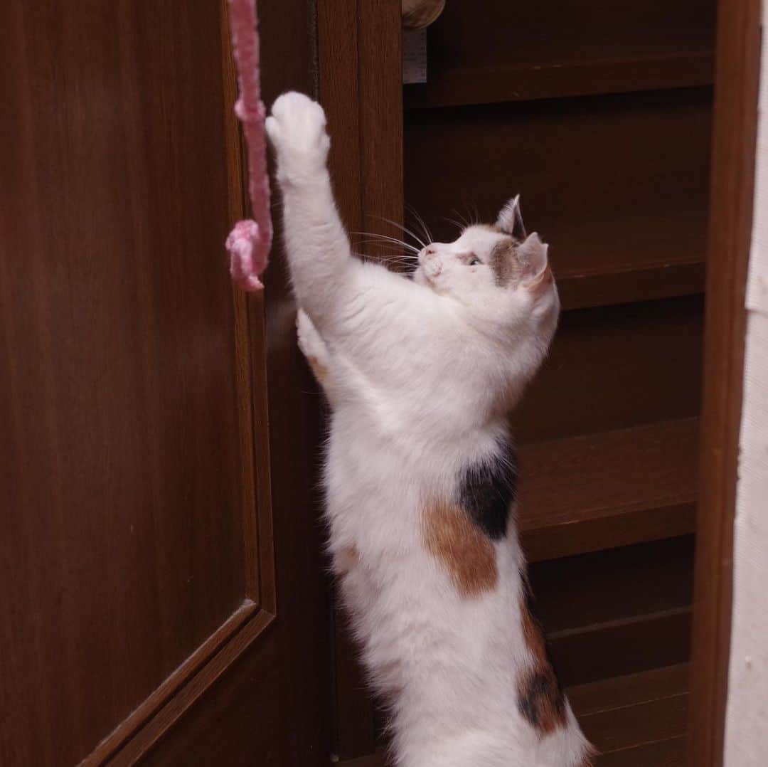 Kachimo Yoshimatsuさんのインスタグラム写真 - (Kachimo YoshimatsuInstagram)「居間で遊ぶ。遊びの時間。 #uchinonekora #mikeko #neko #cat #catstagram #kachimo #猫 #ねこ #うちの猫ら http://kachimo.exblog.jp」8月15日 11時19分 - kachimo