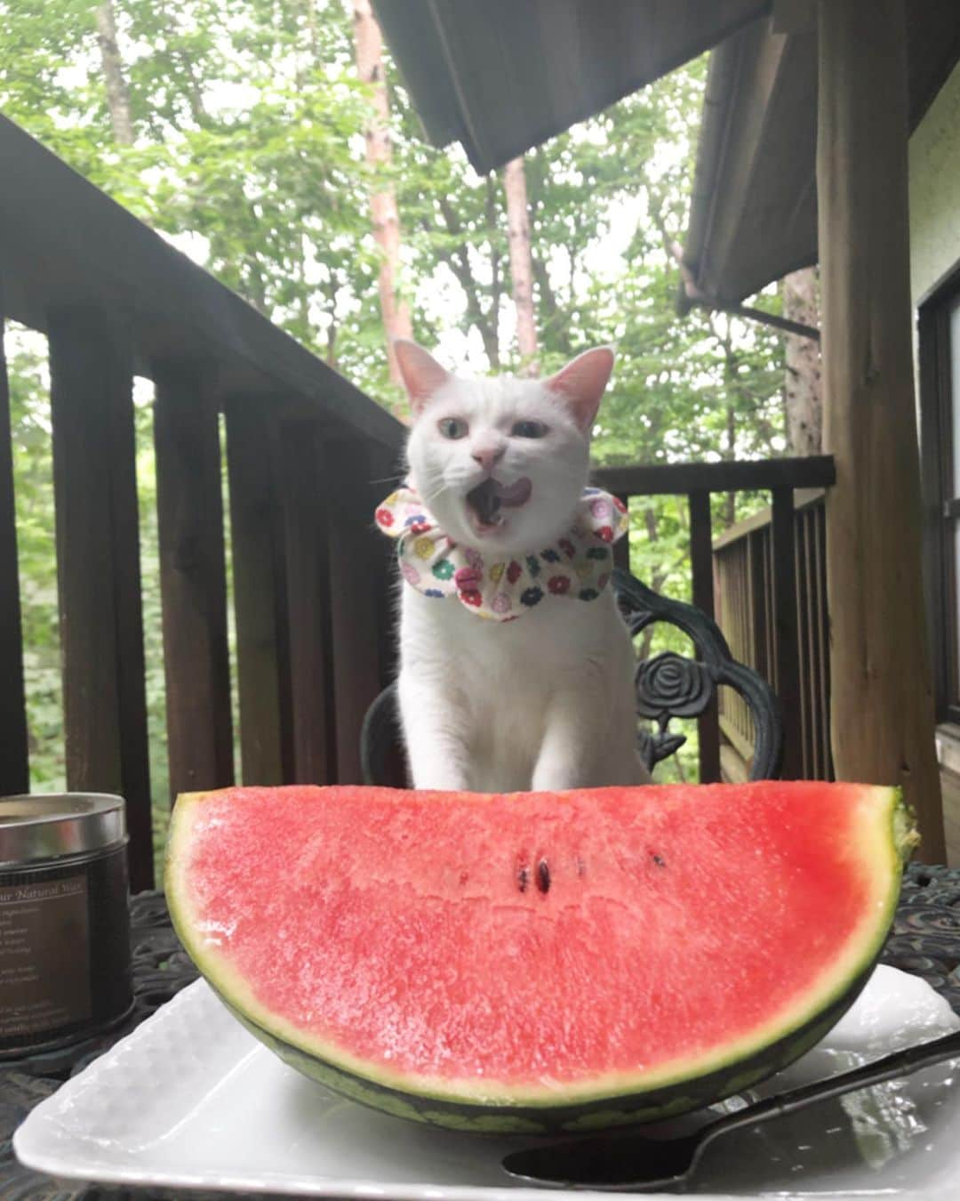 maimocotoさんのインスタグラム写真 - (maimocotoInstagram)「こっちゃんとおやつ🍉 ＊ ＊ 『まーまのぶんはいつもいっぱいでずるいと思うの、あたち』 ＊ ＊  台風の被害は大丈夫ですか？ 軽井沢は冷たい雨が降ってます☔️街に出ると車が動きません💦すごい人の多さ！ ＊ ＊ 今日から19日まで新宿京王百貨店で『みんなイヌ、みんなネコ』の保護猫・保護犬のチャリティイベントがあります！入場無料で、たくさんの写真展示、浅田美代子さんのトークショーや譲渡会などもあるそうです♪グッズもたくさん並ぶ中に、 #ザビエル首輪 もあるので、良かったら遊びに行ってみてください🙇‍♀️ コトの写真も一枚展示されているので、探してみてね❤︎ ＊ ＊ #昨日は蛇が横断しててかたまりました私 #虫も動物もみんな好きなのに蛇だけ怖いよ #眠り姫コト #軽井沢」8月15日 11時39分 - maihimemoco