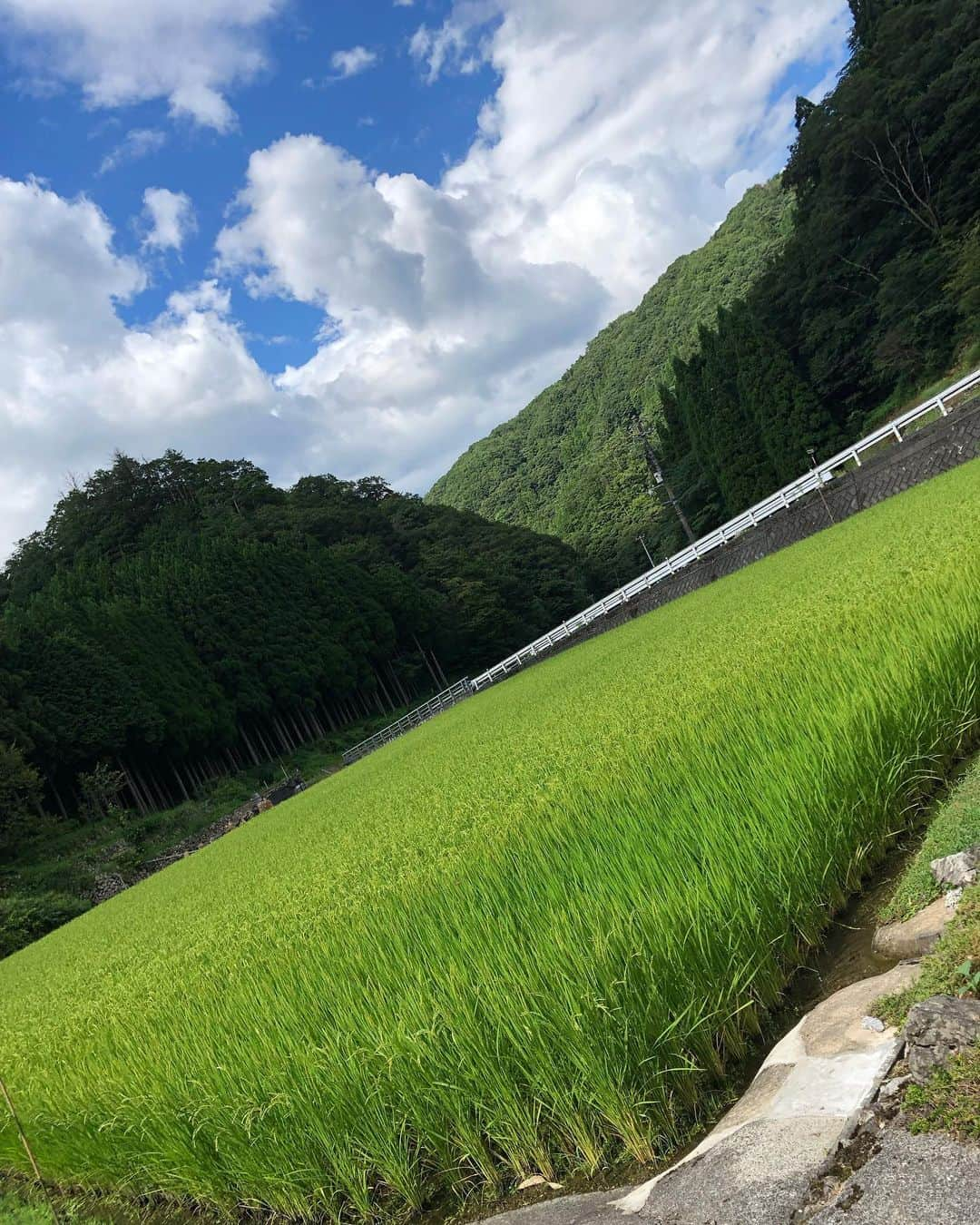 柚月めいさんのインスタグラム写真 - (柚月めいInstagram)「. お盆休み🏮🌽 祖父母のお家にお泊まり🌳 . . . #蚊にかまれすぎ#26箇所 #里帰り#帰省#お盆#島根#実家#トウモロコシ#盆踊り#花火#お墓参り#川遊び#家族#family#selfie#自然#follw#ootd#夏休み #柚月めい」8月15日 12時01分 - meimei.yuzu