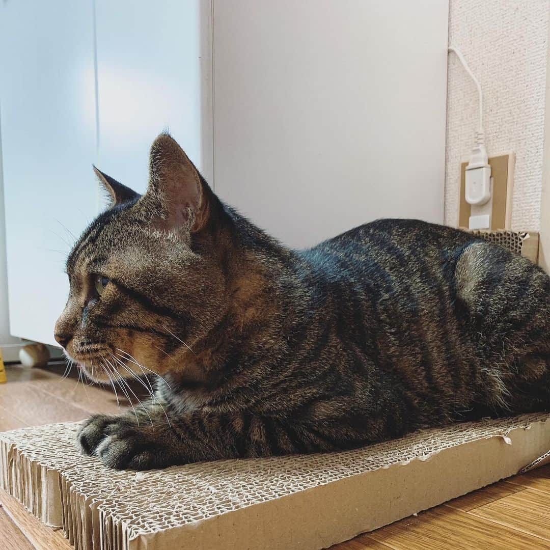 Musashiさんのインスタグラム写真 - (MusashiInstagram)「おはムサシ！ 朝のスフィンクス。Sphinx. #musashi #mck #cat #キジトラ #ムサシさん #musashi_the_cat #ねこすたぐらむ」8月15日 12時01分 - _daisy