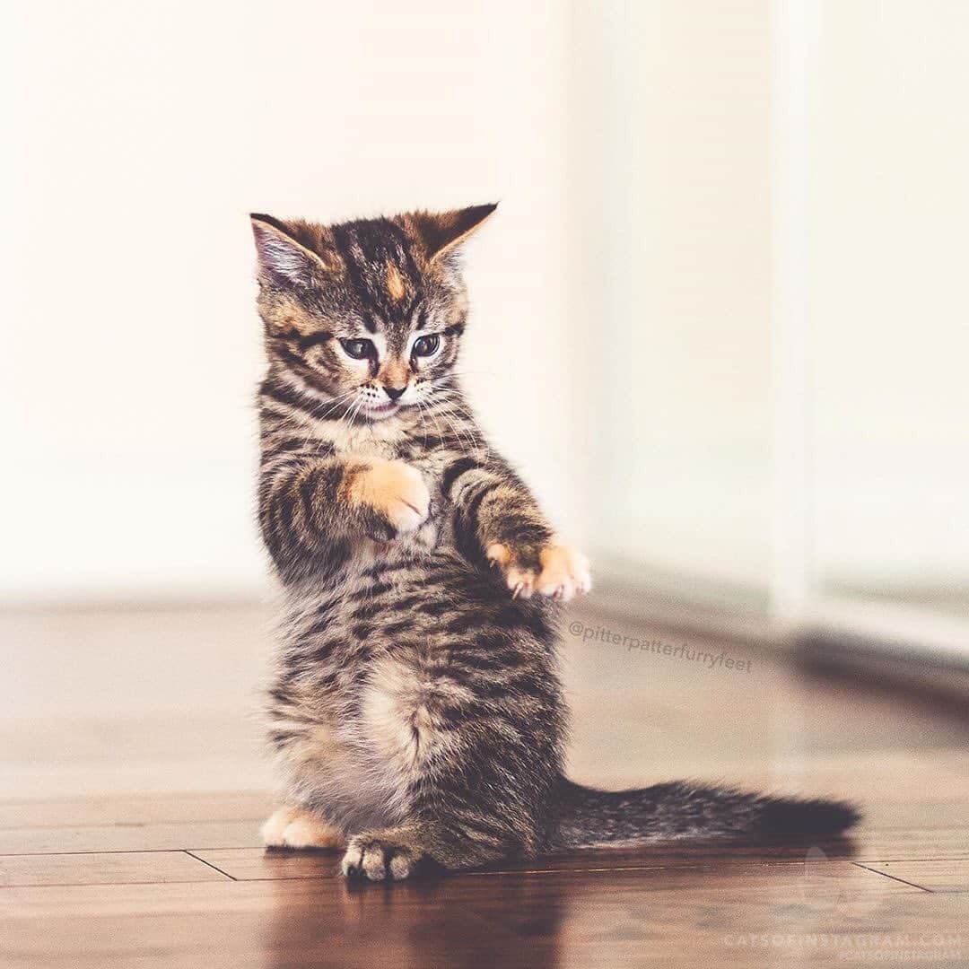 Cats of Instagramさんのインスタグラム写真 - (Cats of InstagramInstagram)「From @hollysisson: “'Cause this is thriller! 😹 (See more of Emma on @pitterpatterfurryfeet 📷: @hollysisson)” #catsofinstagram」8月15日 12時03分 - cats_of_instagram