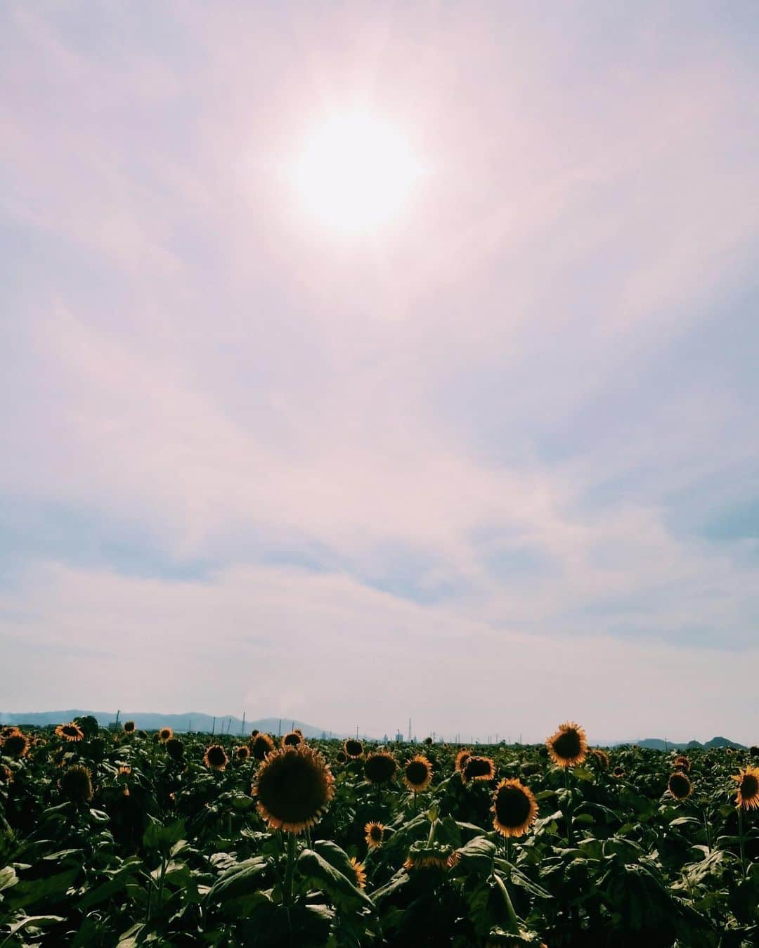 YUMIKAさんのインスタグラム写真 - (YUMIKAInstagram)「久々にゆっくり実家へ 帰省してきました⑅◡̈*🌟🍦 みえちゃん家族とのんちゃん家族と朝から遠出してひまわり畑へ🌻🌻🌻 元気いっぱいの子供達と 暑さに負ける大人達🤣🤣 たっくさん癒されてきました😊♥️ #ゆみカメラ #休日 #dayoff #ひまわり畑 #ひまわり #笠岡」8月15日 12時04分 - yumika_black