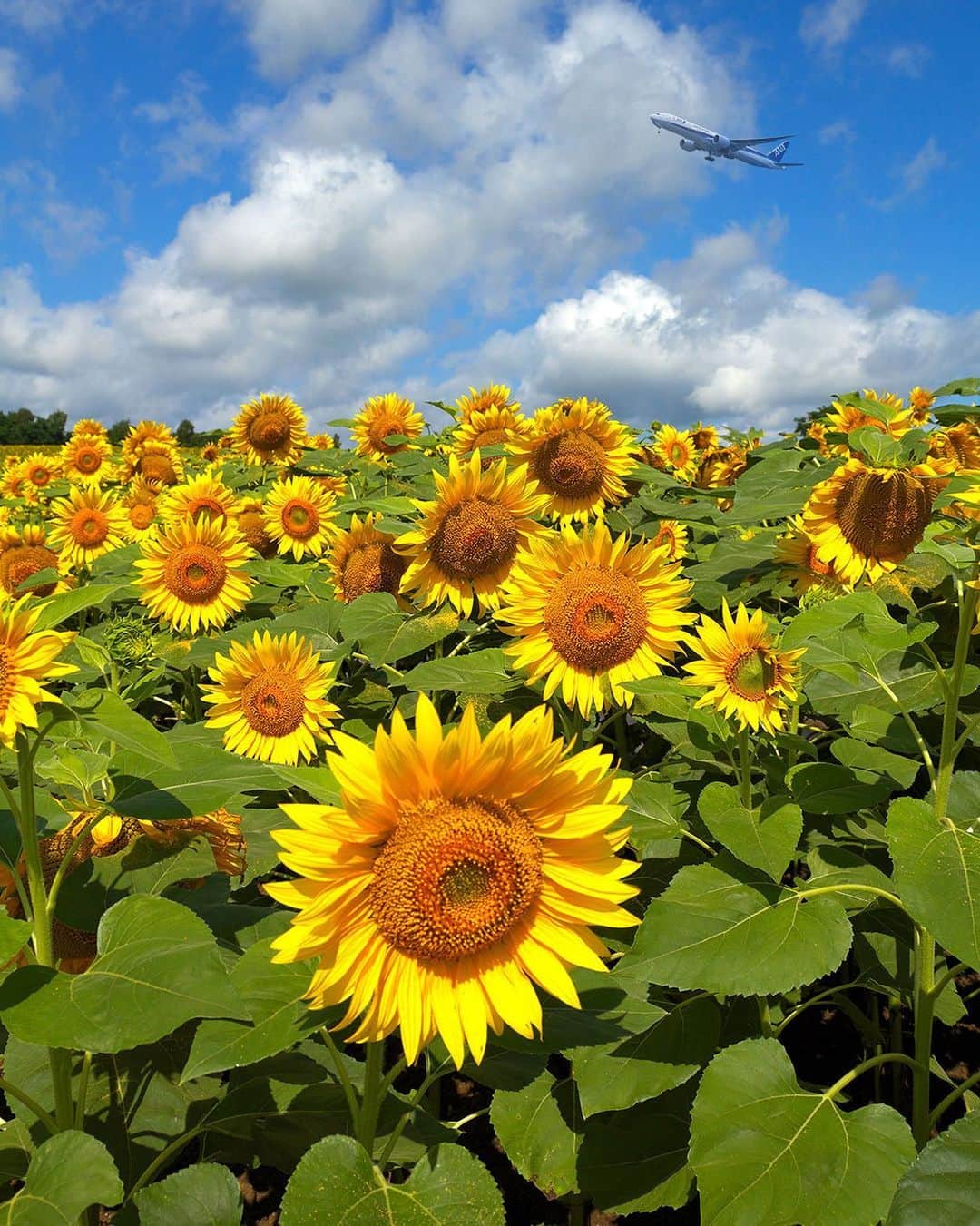 All Nippon Airwaysさんのインスタグラム写真 - (All Nippon AirwaysInstagram)「🌻🌻🌻🌻🌻🌻🌻🌻🌻🌻 That’s just ten of the 1.5 million #sunflowers at the Hokuryu Sunflower Festival. Have you ever been?」8月15日 22時54分 - allnipponairways