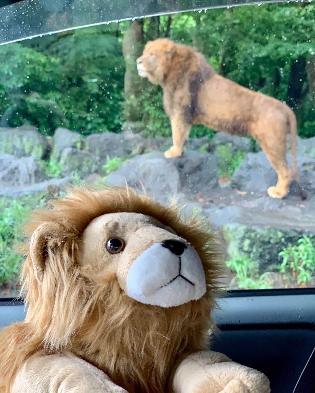 natsumi ♥︎さんのインスタグラム写真 - (natsumi ♥︎Instagram)「2019/08/15 . . 今日は富士サファリパークへ️🦁 雨だからどーしようかなとも思ったけど、 行ってみて正解だったー🙆‍♀️ あまり雨に打たれなかったし、 マイカーでのサファリは楽しかったー❤️ すぐ近くでのライオンやトラは迫力がありました😳 . 撮りたかったライオンの赤ちゃんとも 記念撮影出来て大満足💗💗 . . 3泊4日伊豆旅行の予定が台風で 1泊2日になっちゃったけど、 とても内容の詰まった楽しい2日間になって 良かった😆❤️ . . . #富士サファリパーク #ライオン #トラ #動物園 #サファリ #子連れ旅行 #静岡」8月15日 21時29分 - natsu420